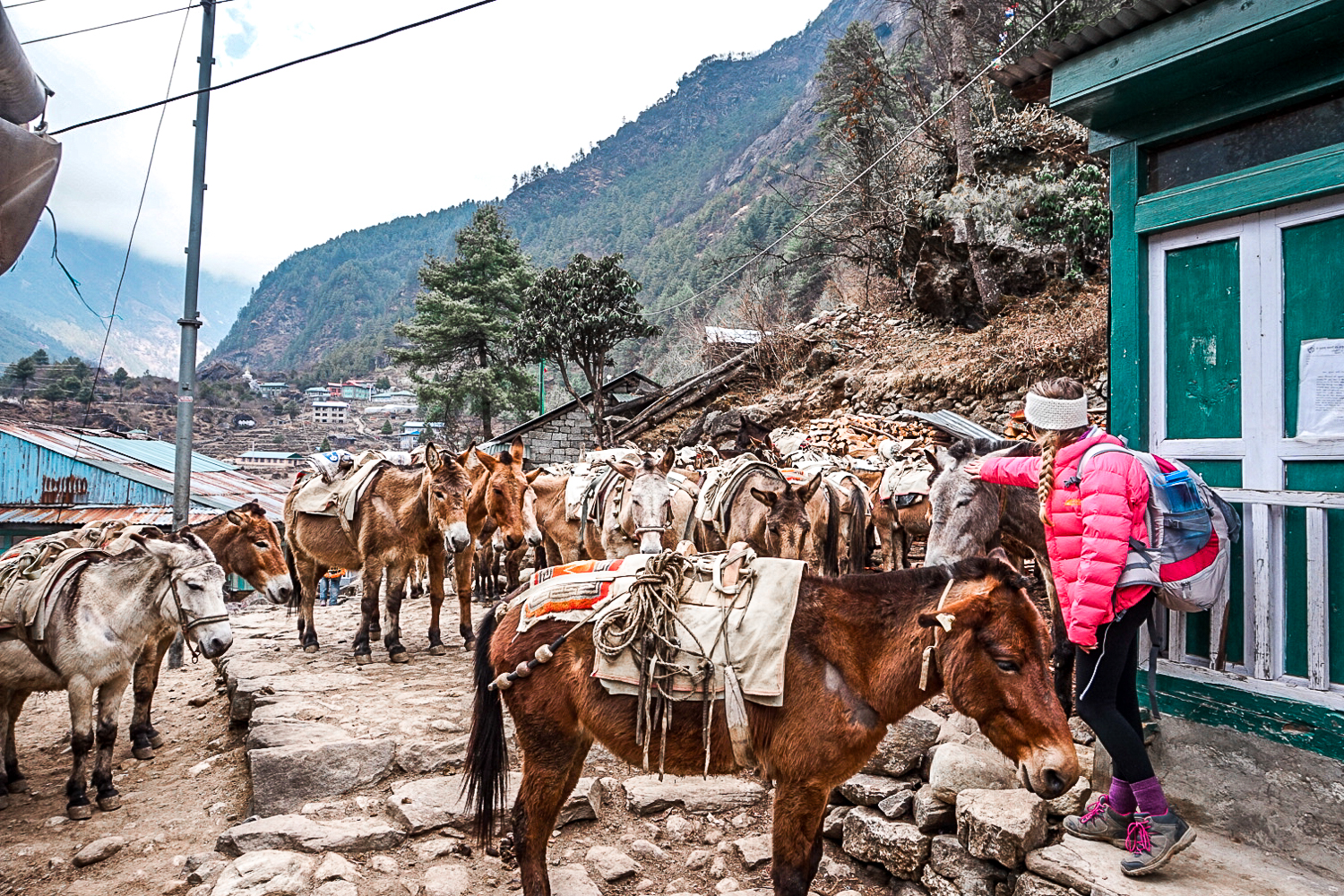 A herd of donkeys in a Himalayan village with a girl petting one