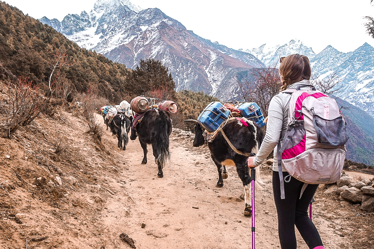A line of yaks carrying food up to the villages near Everest Base Camp followed by a girl