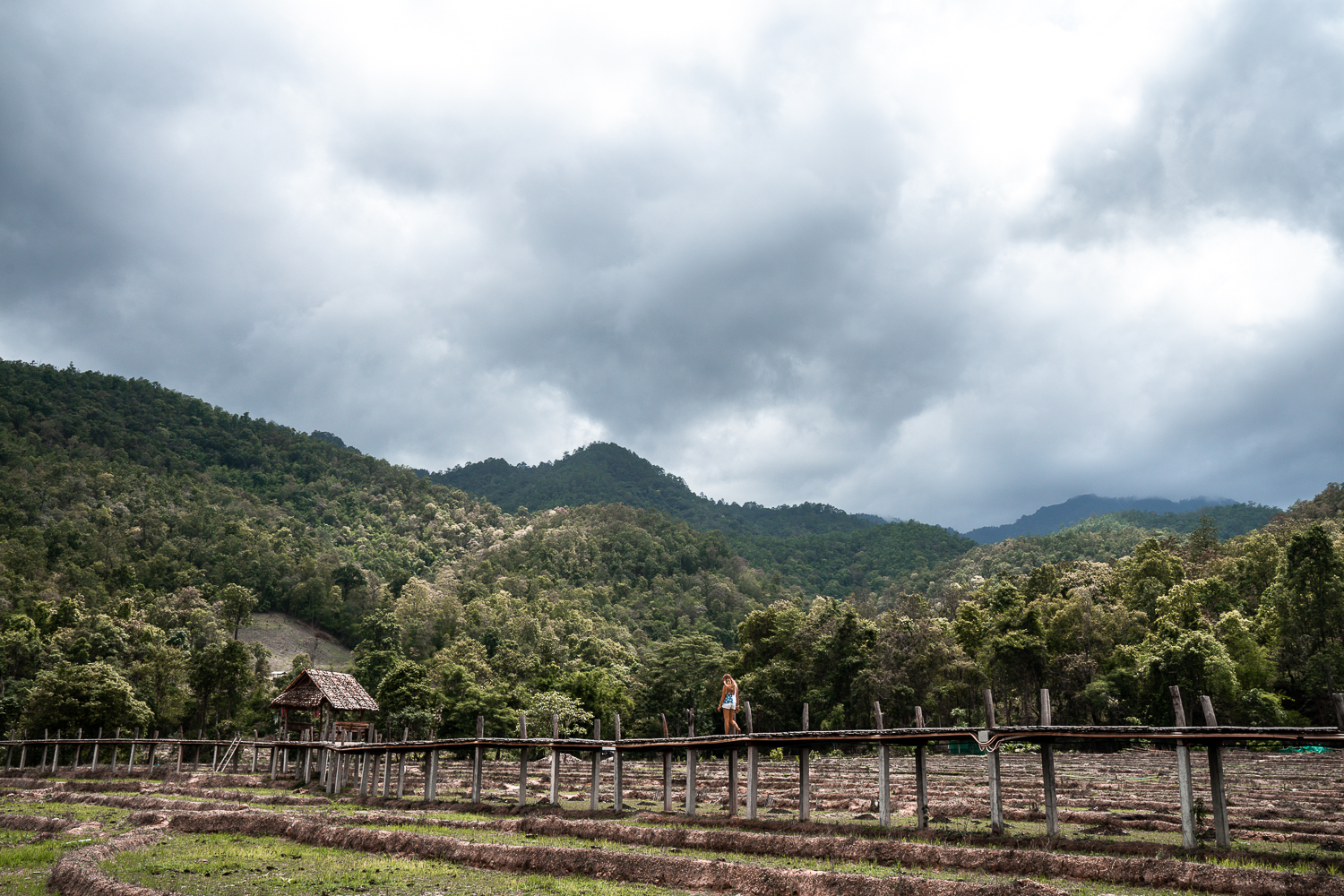 A long bamboo bridge with bamboo hut at the end among rice fields in Thailand