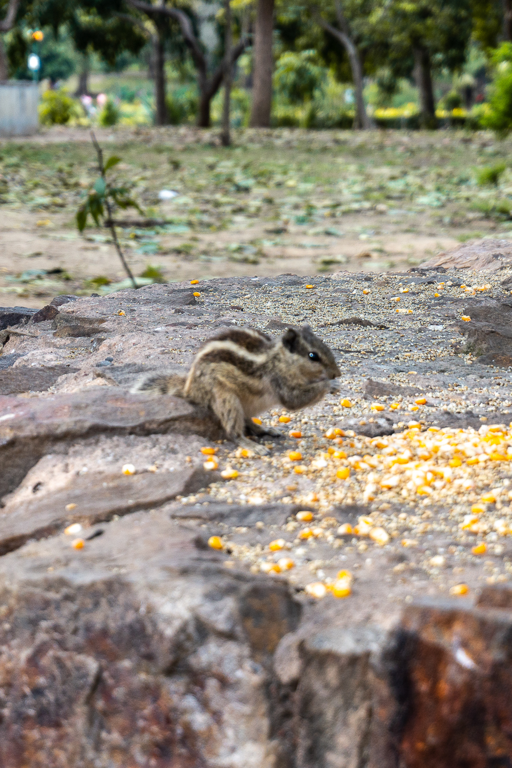 A squirrel eating nuts on a wall