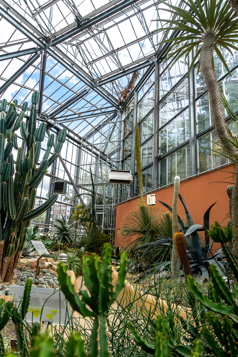 Large cactuses and a palm inside a metal and glass palmhouse