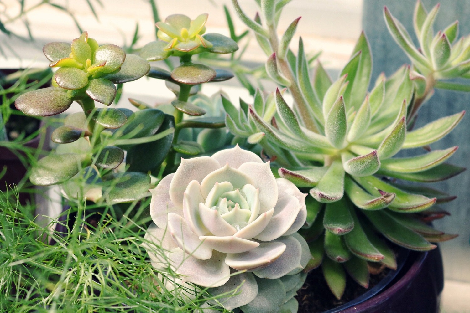 A selection of succulent plants in a large pot
