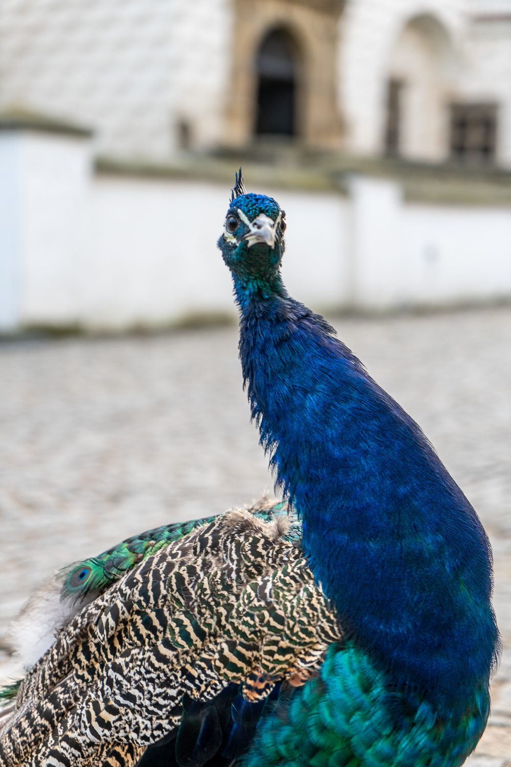 Close up portrait of a peacock