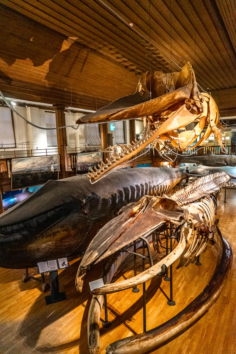 Enormous blue whale skeleton inside the Gothenburg Museum of Natural History