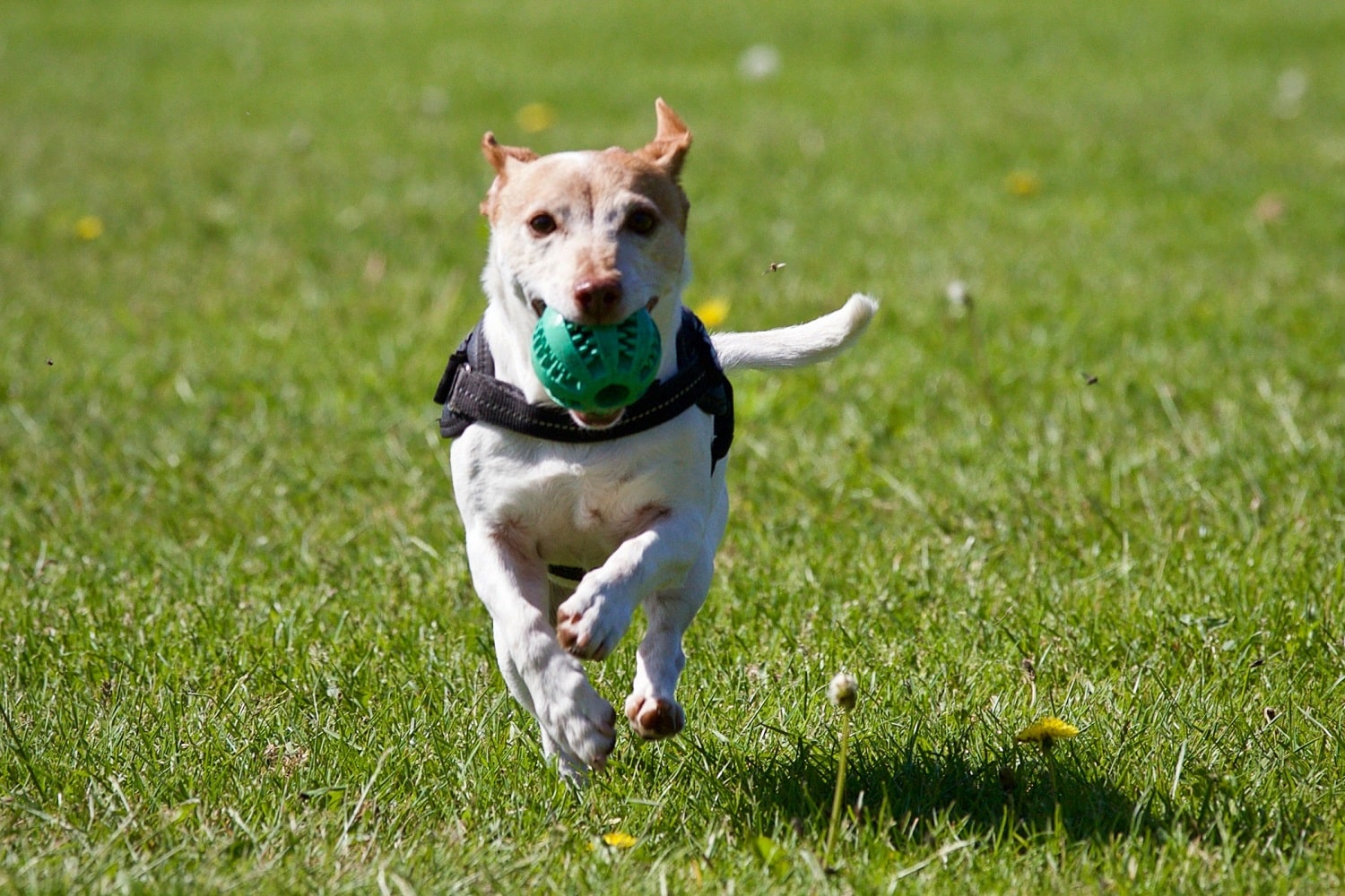 dog with a ball in his mouth running in a field