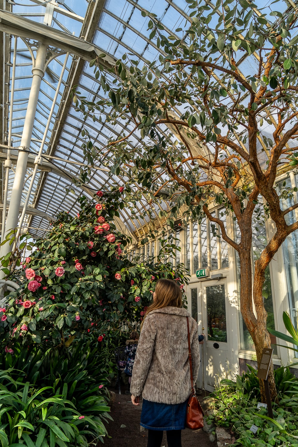 A girl standing admiring fruit trees inside a large glass and steel palm house