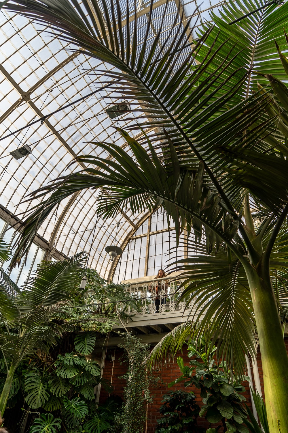 Inside a glass and metal palm house with giant palm trees and a girl stood on a balcony