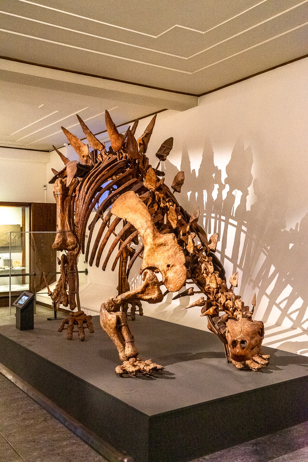 A stegosaurus skeleton exhibit in a museum