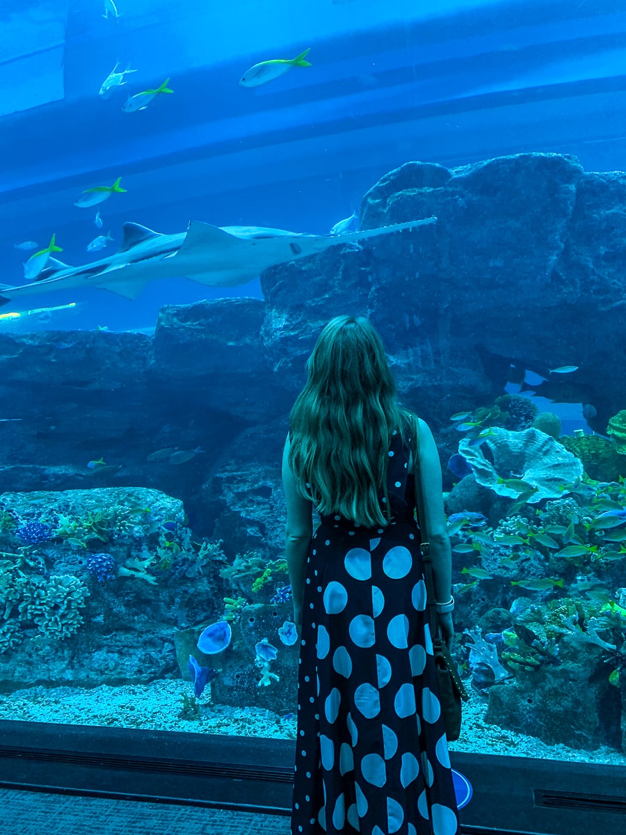 A girl in a spotty dress admires a large sawshark in an aquarium