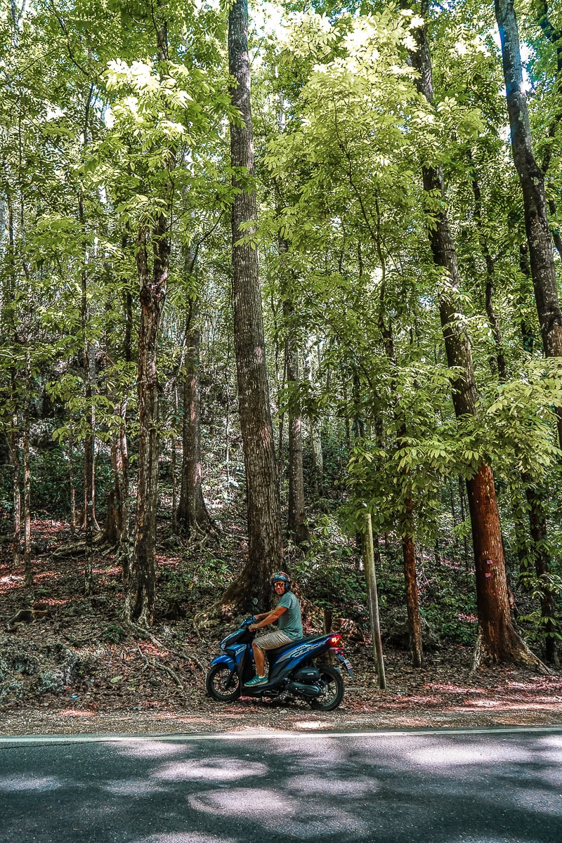 A man sitting on a scooter in the man-made forest in Bohol