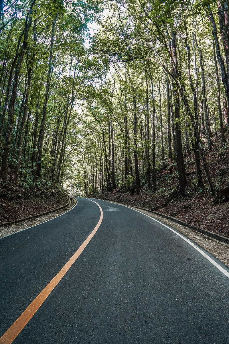 A neatly tarmacked road with a yellow line running through a forest
