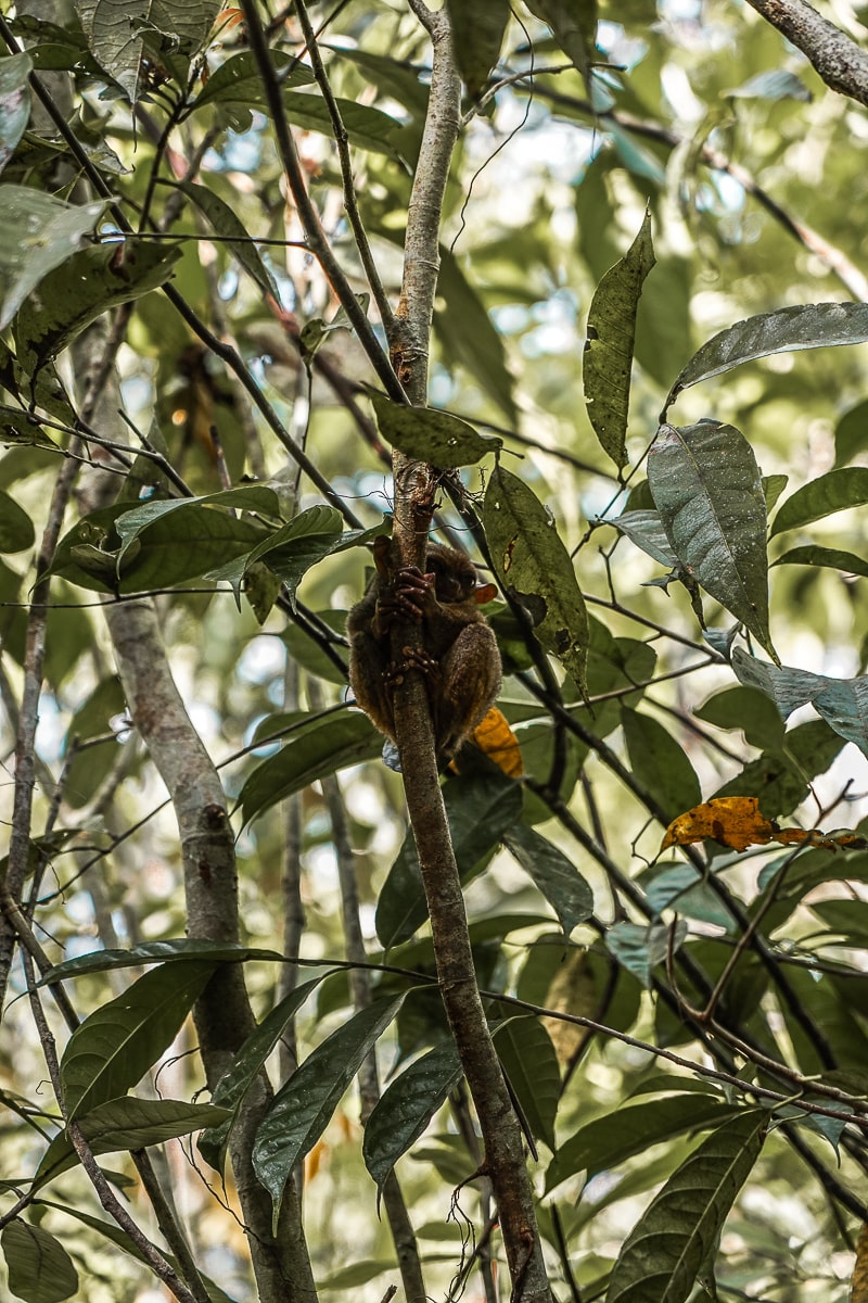 A small tarsier clinging to a narrow branch