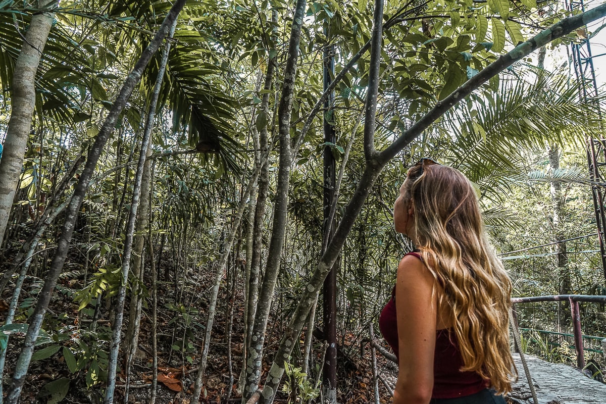 A woman standing looking for small tarsiers in the jungle