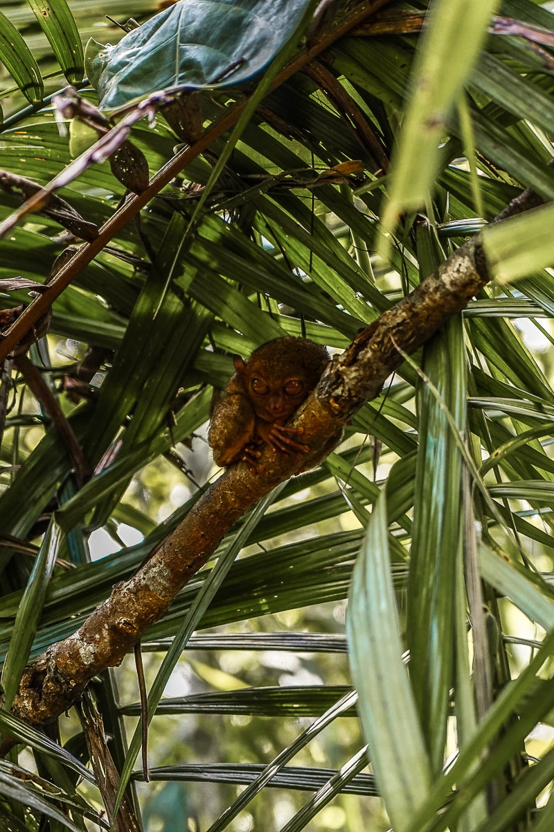 A tiny, wide-eyed tarsier clinging to a branch