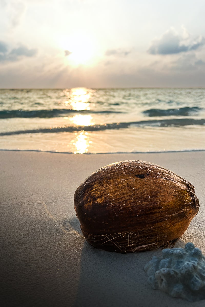 A brown coconut washed up on a beach in the Maldives next to a shell, the sun is low over the water behind
