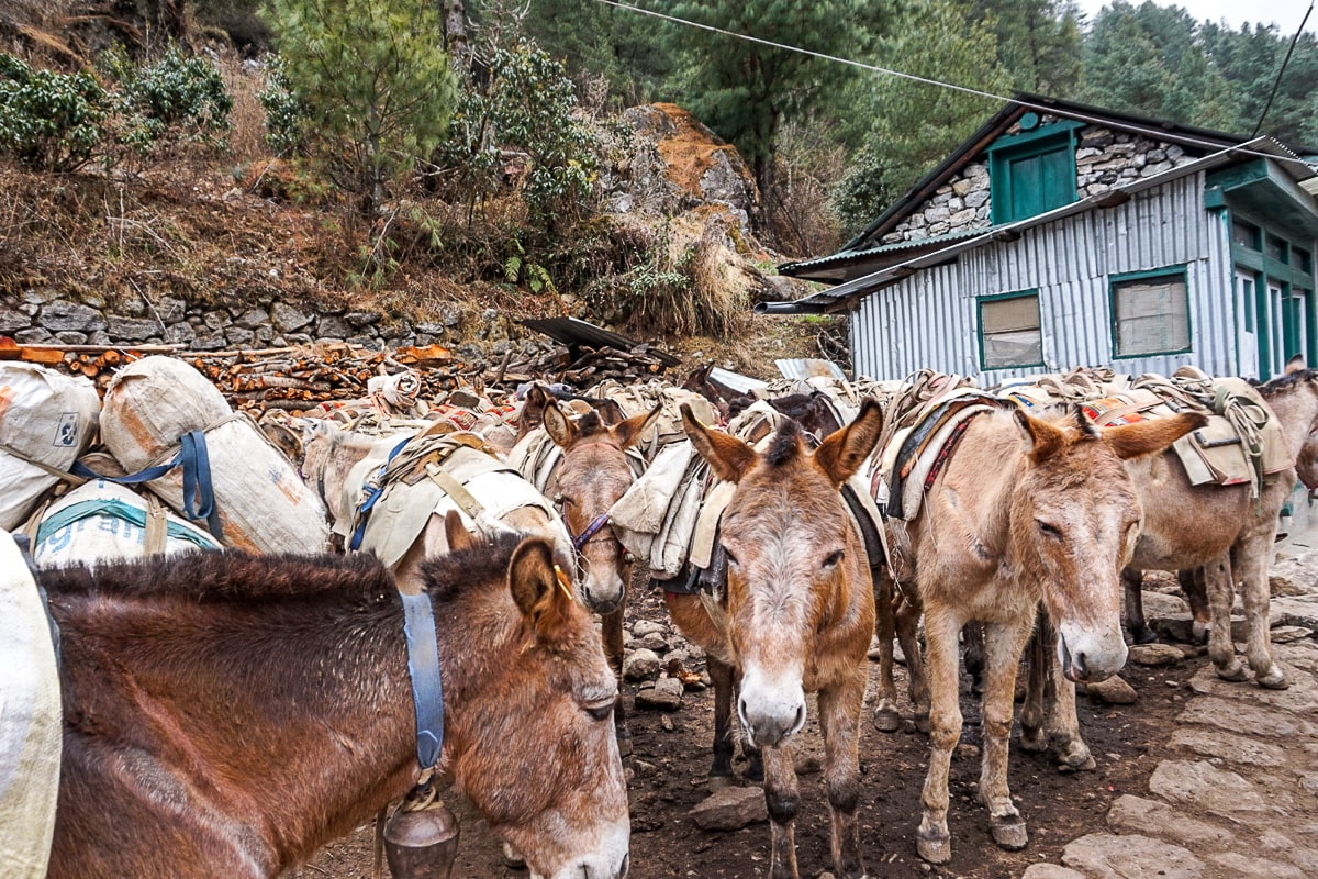A huge group of brown donkeys being loaded with food and supplies in a village