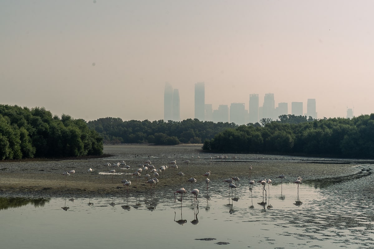 Flamingos wading and feeding in a lake, surrounded by mangroves with the Dubai Skyline in the background