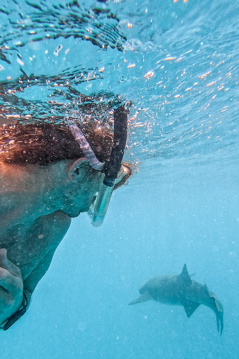 A close-up of a snorkeler looking over his shoulder at a large nurse shark swimming away