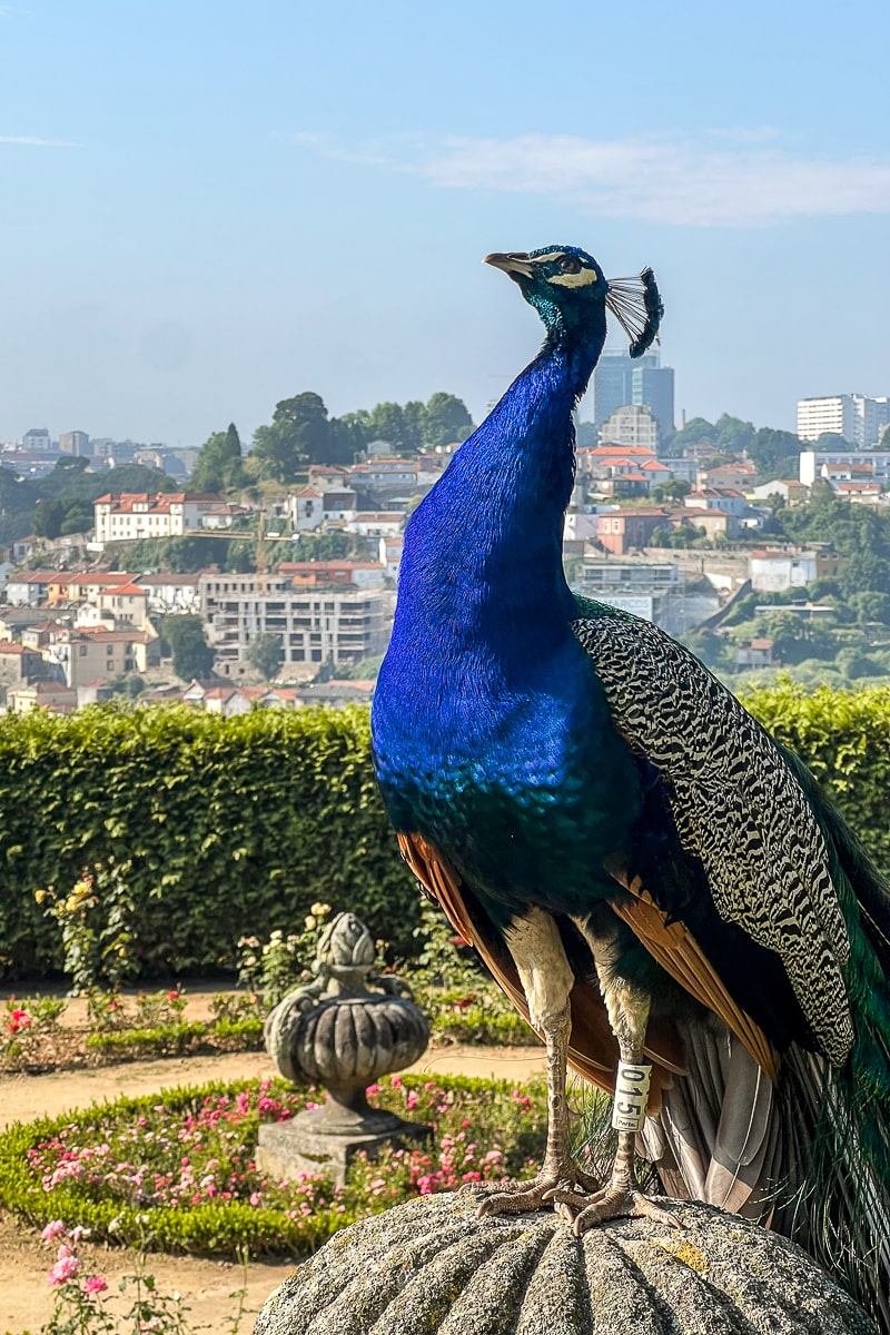 A peacock standing proudly on a stone statue
