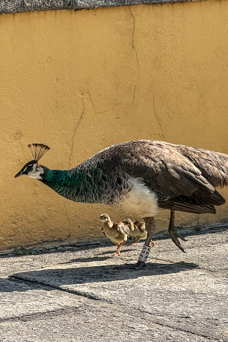 A peahen and two peachicks with a yellow wall behind