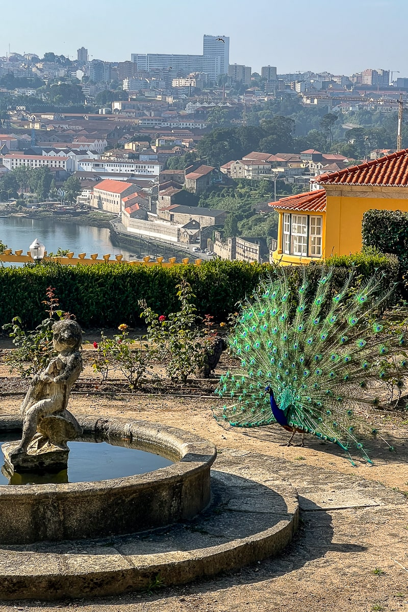 A small fountain with stone statue. A peacock standing next to it displaying his feathers