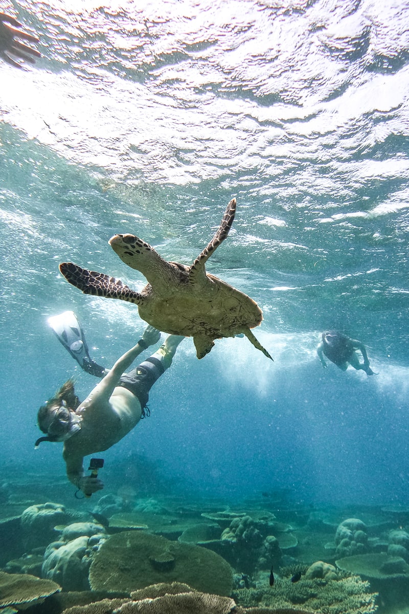 A person diving down next to a turtle with coral below while another person swims on the surface above