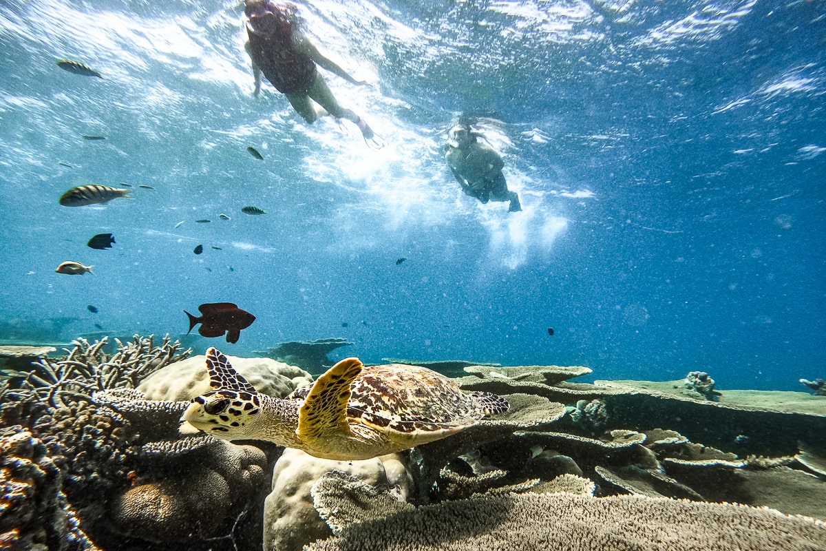 A couple swimming on the surface of the ocean with a turtle swimming near the coral below