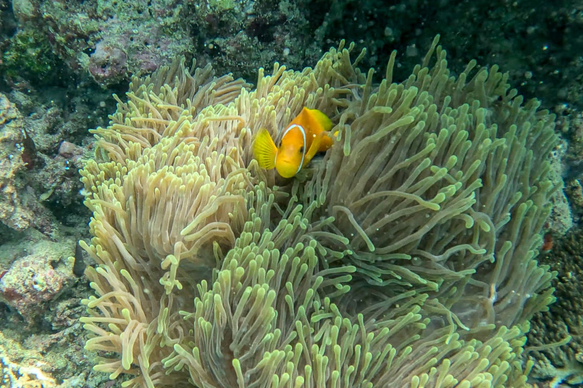 An orange, white, and black clownfish in a huge sea anemone