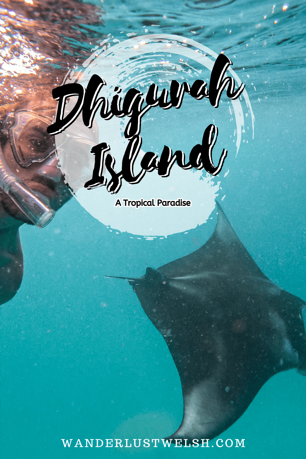 A man snorkelling with a huge manta ray