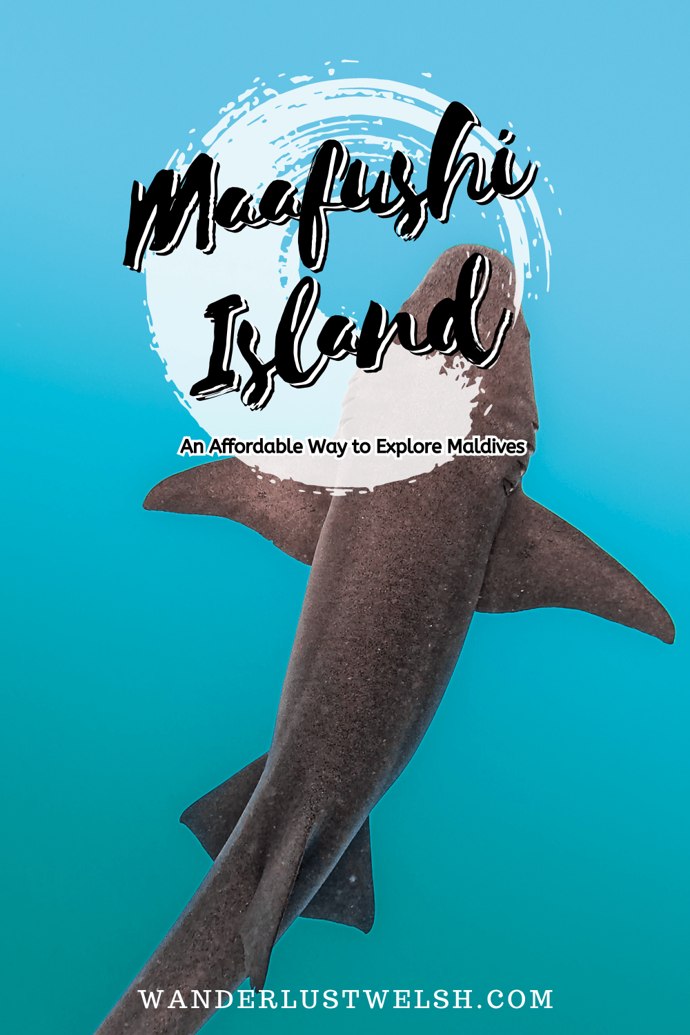 A nurse shark swimming in crystal blue water