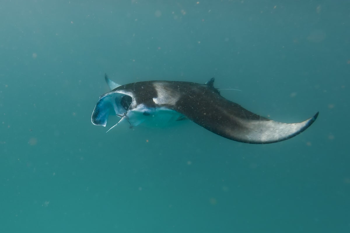 A black and white manta ray swimming majestically through the blue water