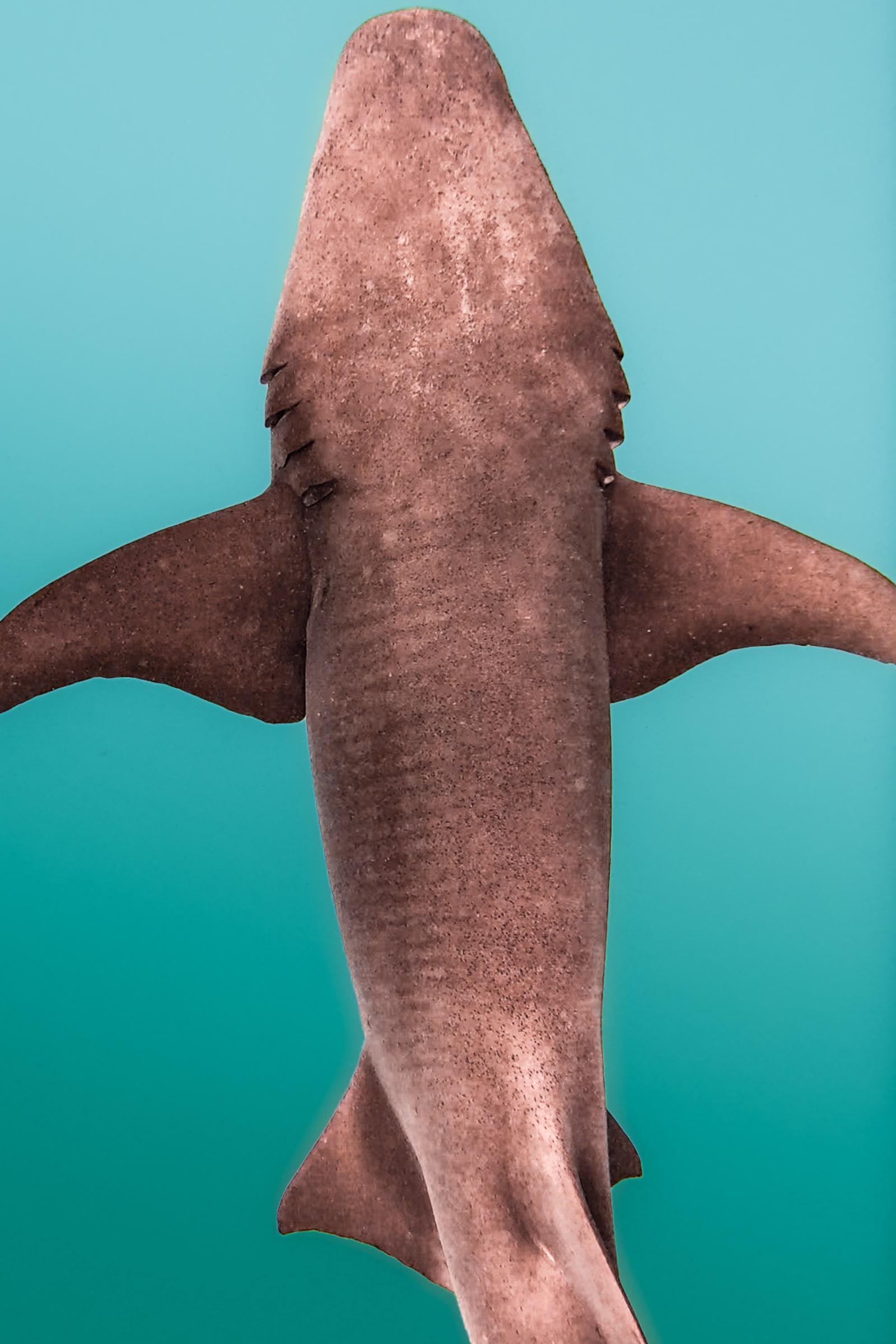 A close up of a grey nurse shark in clear, turquoise water taken directly from above