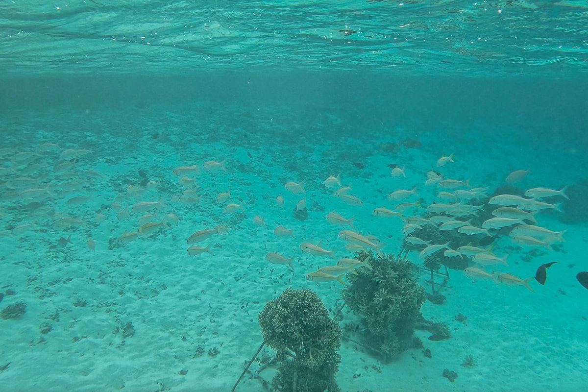 A man-made coral garden of frames with young coral growing and a large school of silver fish