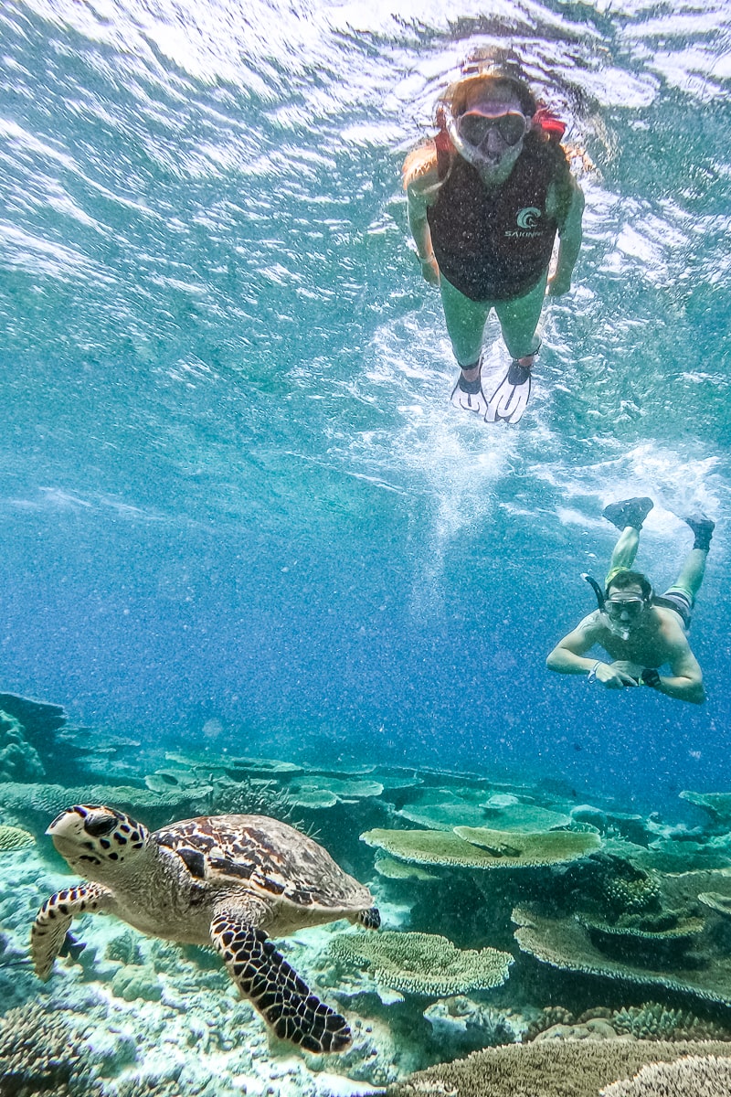 A couple snorkelling with a turtle in the foreground