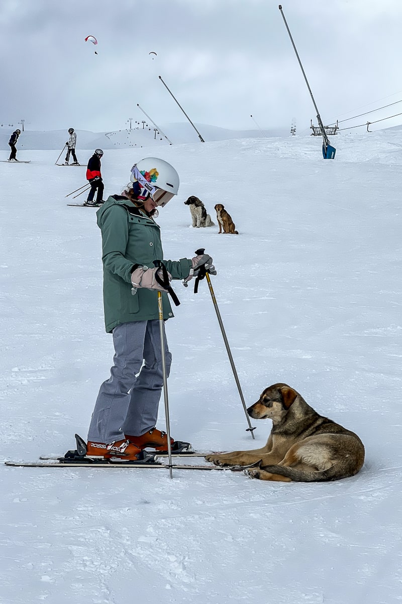 A girl interacting with a cute tan colored dog that is sat on her skis as if to stop her from moving
