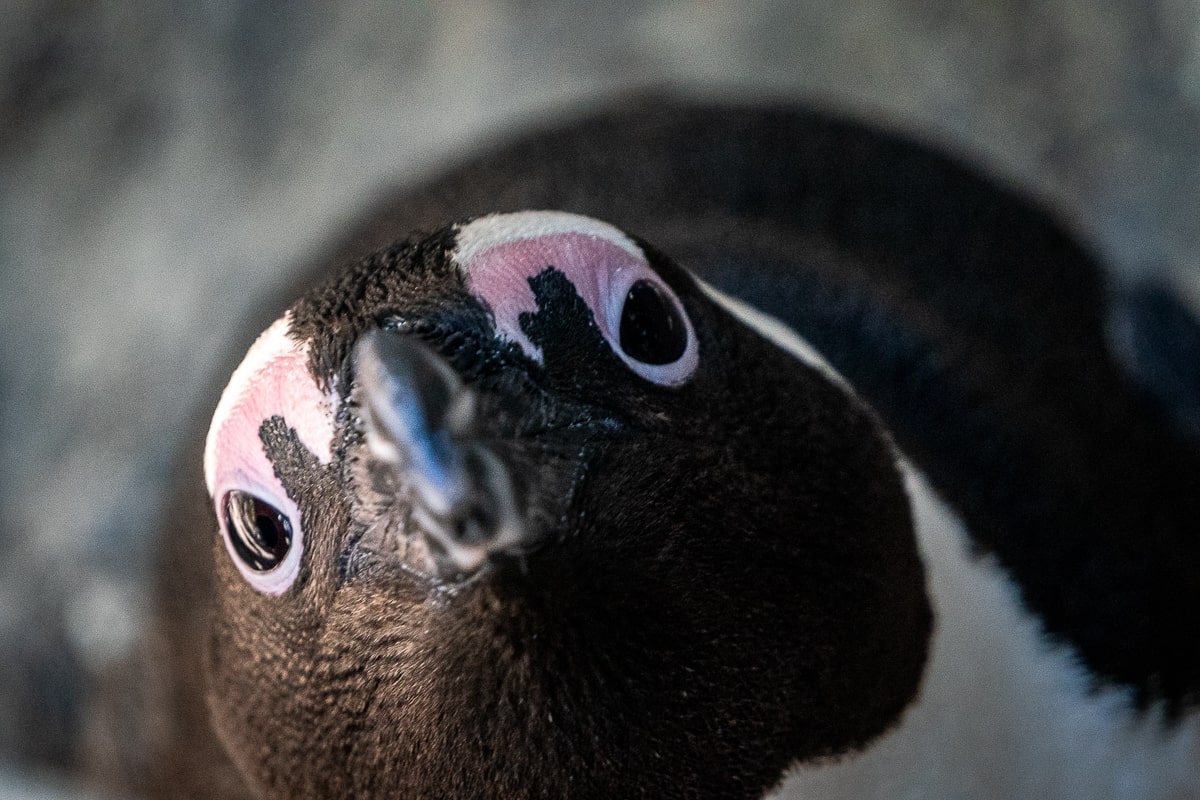 An African penguin tilting head to the side in a closeup photo