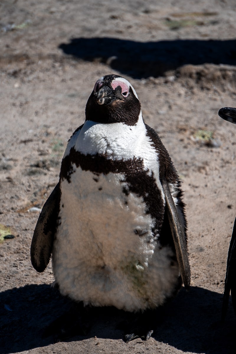 An African Penguin stood on a beaach with his eyes half closed