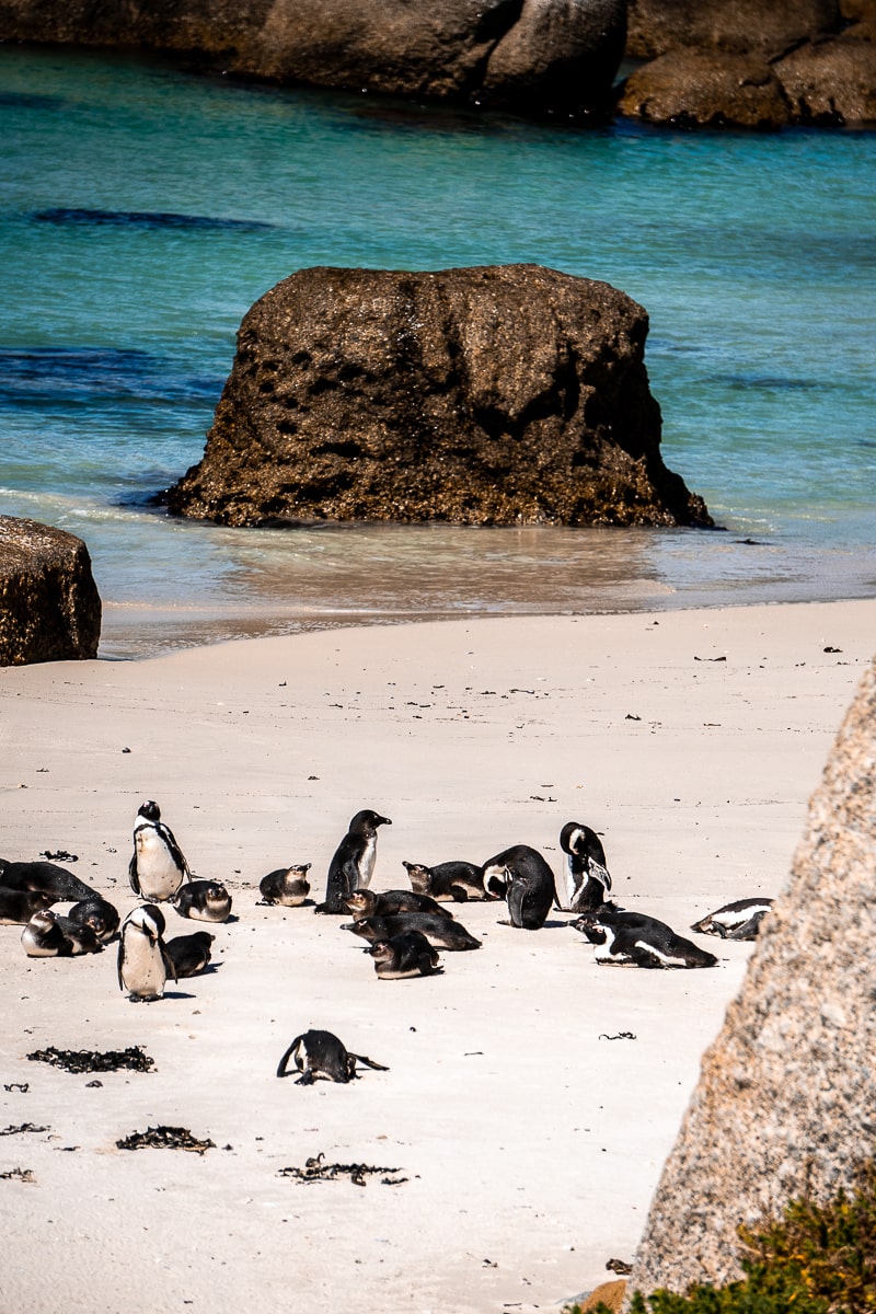 A group of African Penguins on a sandy beach