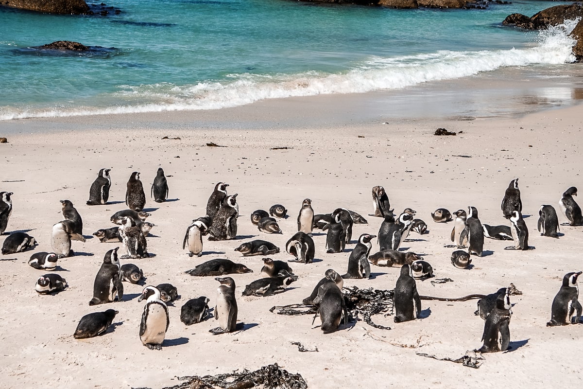 A group of African Penguins on a sandy beach