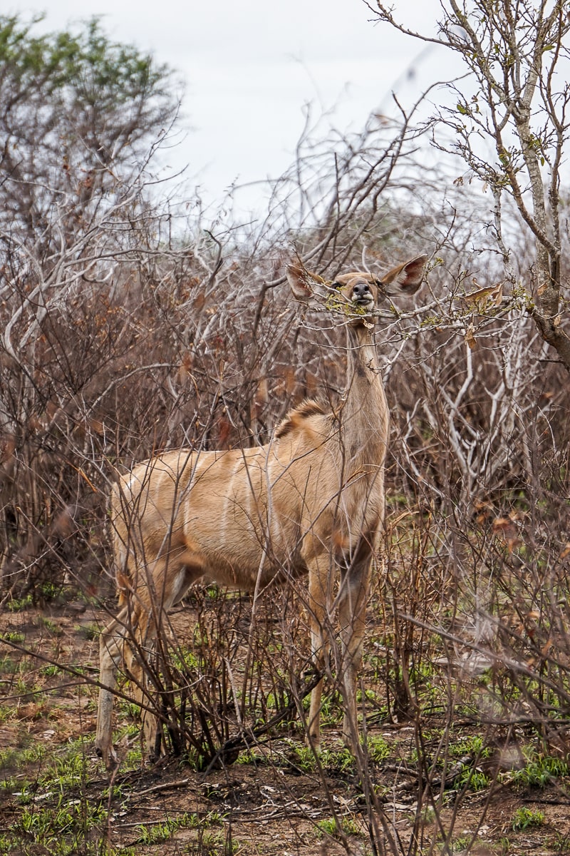 A tall antelope stretching for leaves