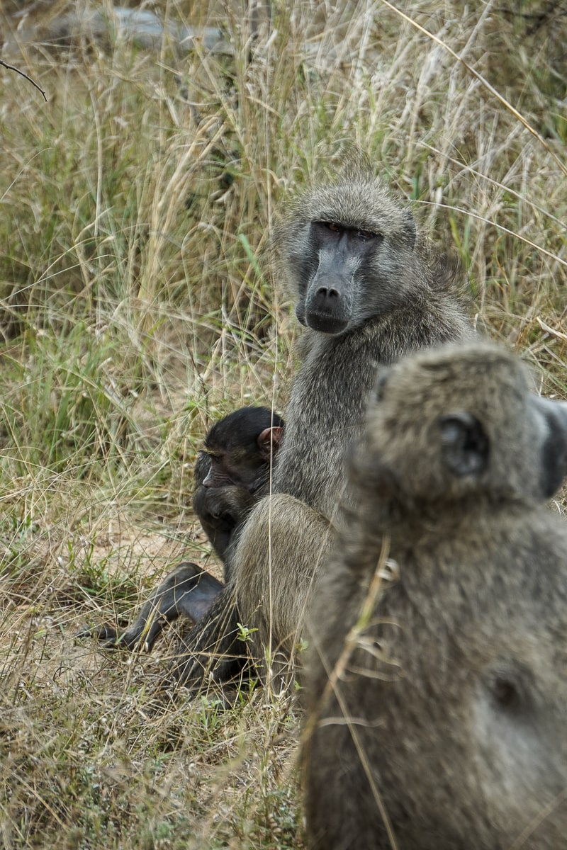 A family of baboons sitting in the grass