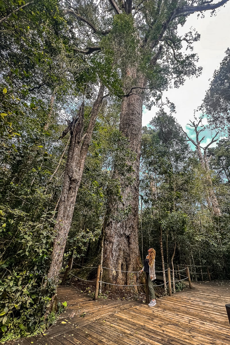 A woman standing looking up at a huge tree