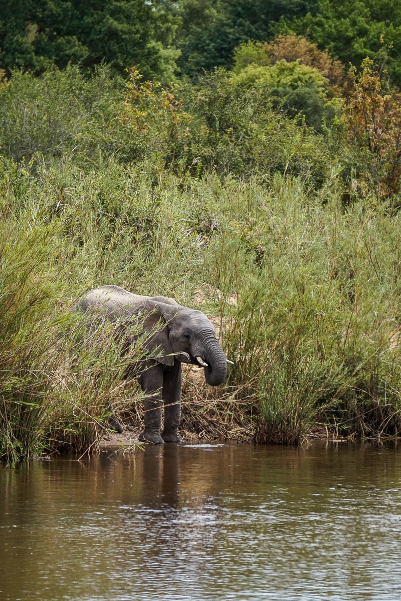 An elephant drinks at the river's edge