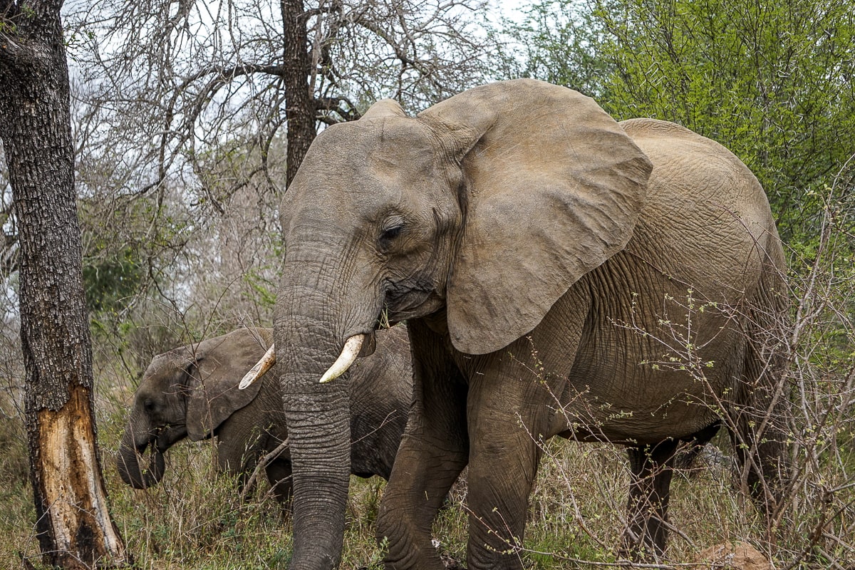 An elephant mother and calf grazing