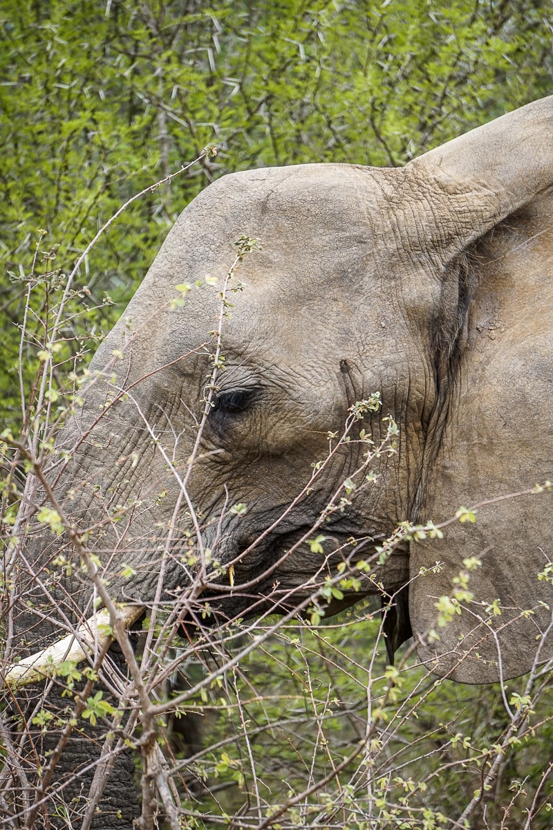 A portrait of an elephant among green vegetation