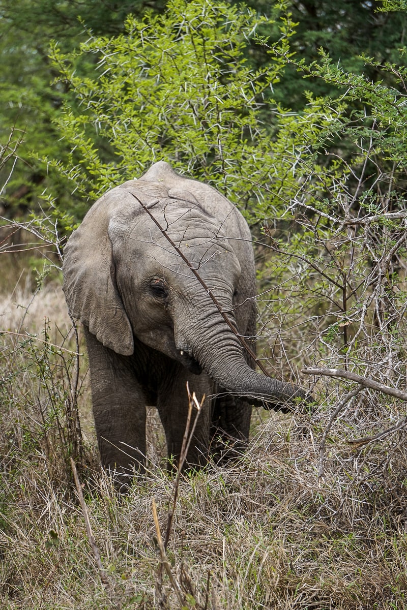 A juvenile elephant tearing grass with his trunk