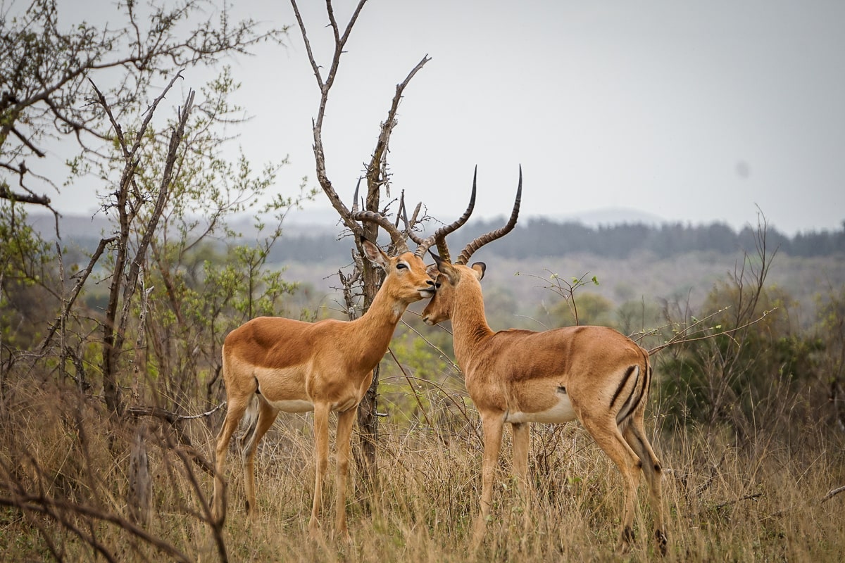 Two gazelles with horns touching faces together