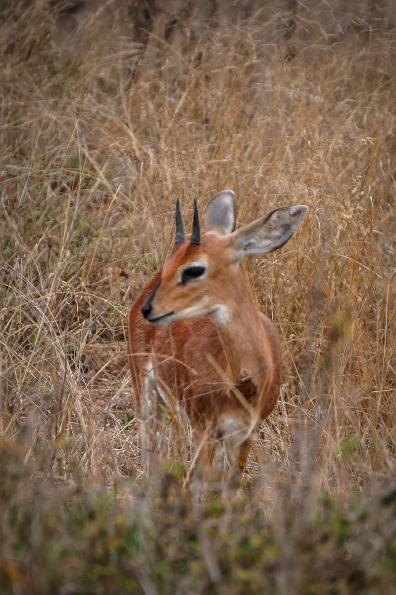 A tiny dik dik antelope with small horns
