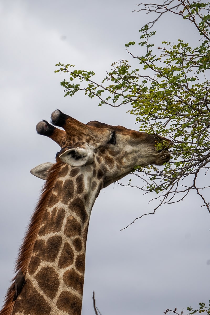 A giraffe eating acacia leaves
