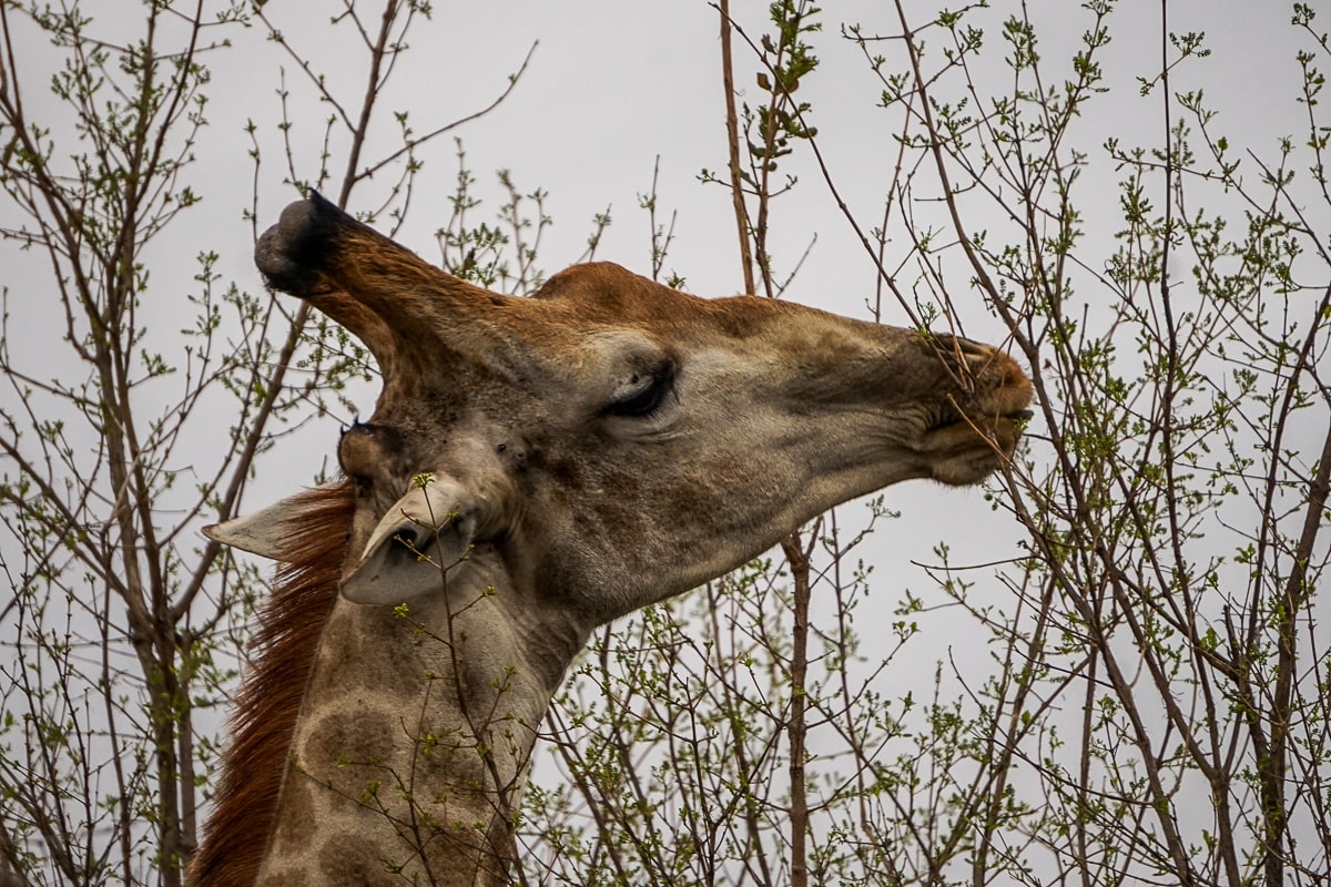 A giraffe eating leaves